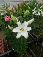 [4329 Tourega VZ No01.JPG]